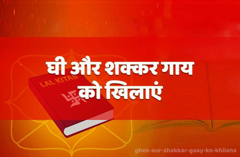 ghee aur shakkar gaay ko khilao