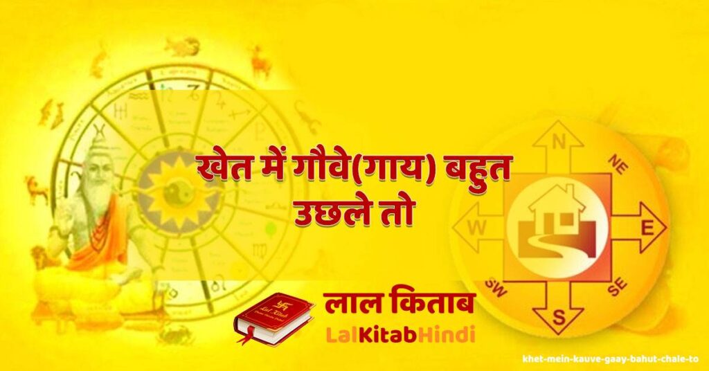 khet mein kauve(gaay) bahut chale to