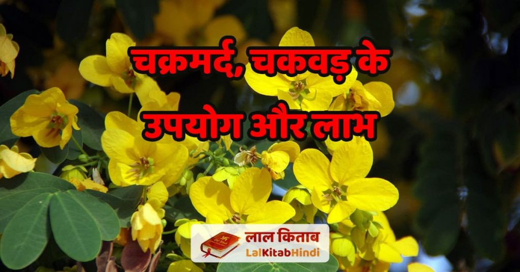 Pawar ka ped dikhao - चक्रमर्द, चकवड़ के उपयोग और लाभ