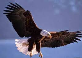 सपने में बाज़ देखना