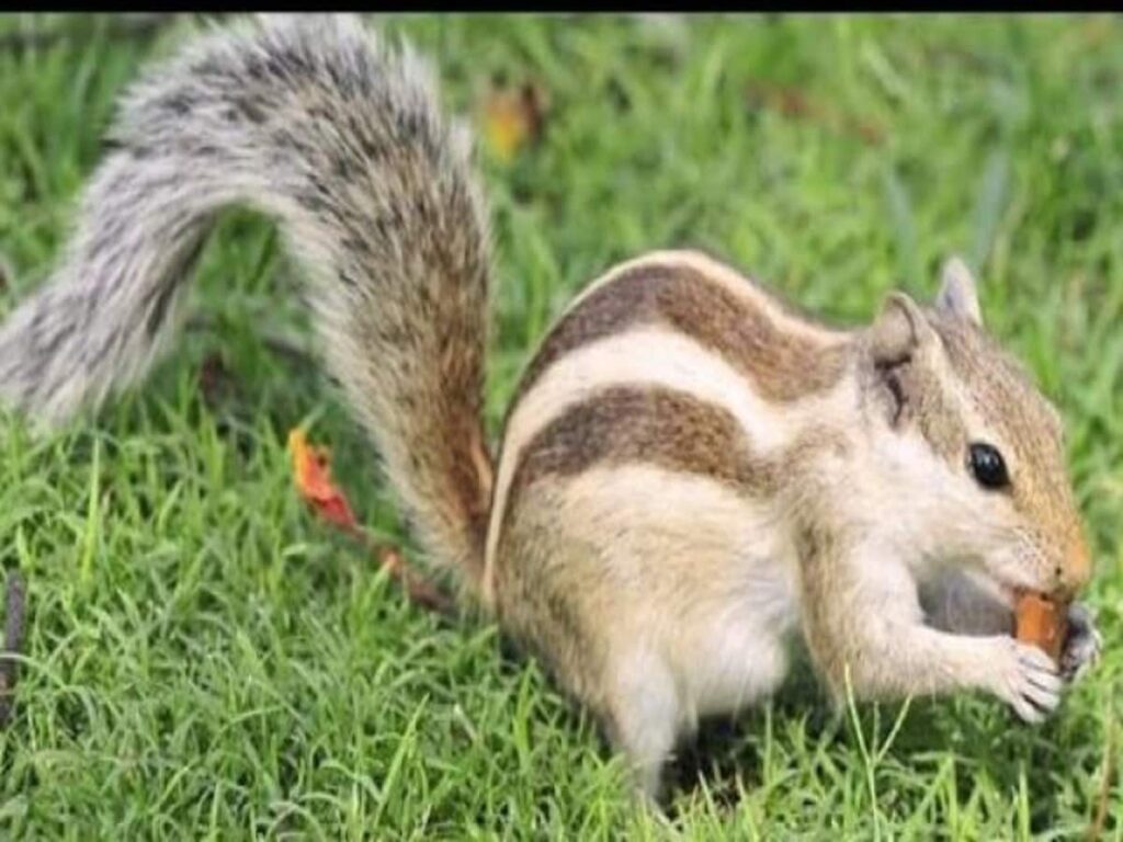 सपने में गिलहरी देखना