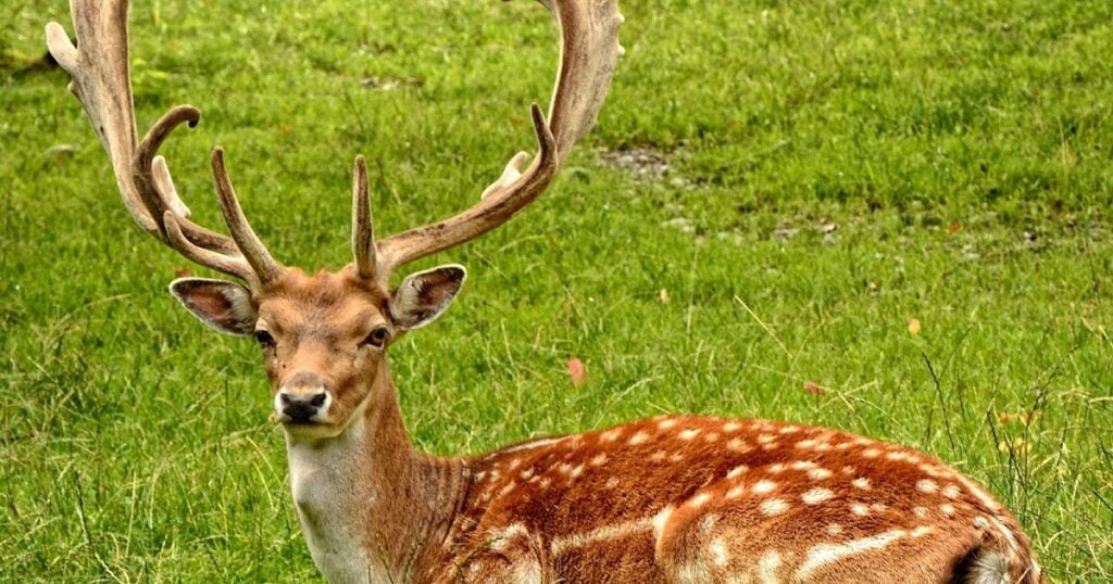 सपने में हिरन देखना