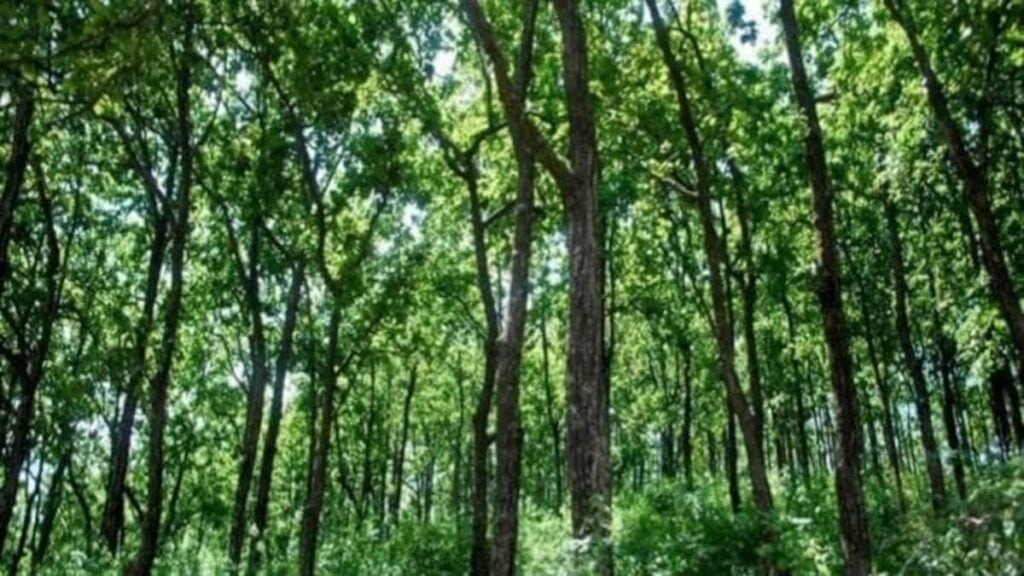 सपने में जंगल देखना