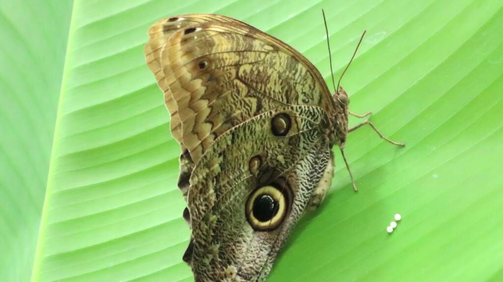 सपने में तितली उड़ कर दूर जाना